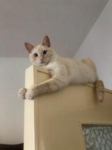 Domácí mazlíčci ubytovaní s hosty v ubytování HOME TONINO