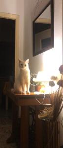 Domácí mazlíčci ubytovaní s hosty v ubytování HOME TONINO