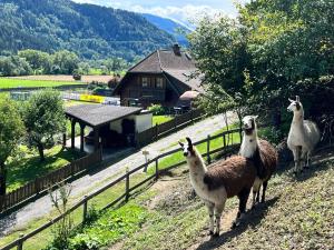 een groep lama's die naast een hek staan bij Holiday Home Lama by Interhome in Niederwölz