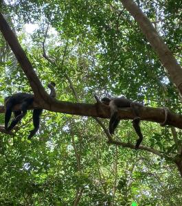 un grupo de monos sentados en una rama de árbol en Cabaña la Hamaca Grande un encuentro con la naturaleza en El Zaino