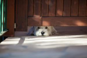 a white dog laying under a wooden bench at Villa Kamenica in Komiža