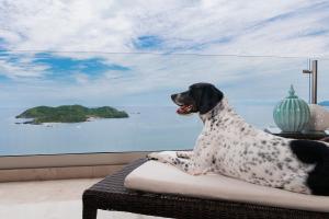 伊斯塔帕的住宿－阿祖爾伊斯塔帕豪華全包式套房酒店- 溫泉及會議中心，坐在窗前沙发上的狗