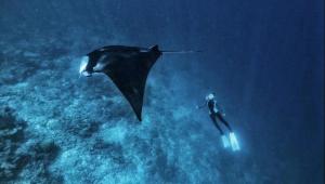 a man in the ocean next to a whale shark at Panda holiday 中国酒店 中国餐厅 VX Gsundindi in Rasdu