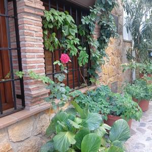 una casa con un montón de plantas delante de una ventana en Casa Rural Los Girasoles, en Iznatoraf