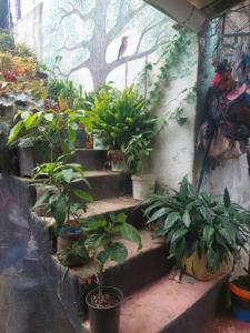 un grupo de plantas en macetas en escalones de un edificio en C.C. Habitaciones, en Puerto Baquerizo Moreno