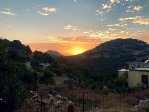 a herd of sheep grazing in a field at sunset at Traditional Rooms Elena in Astirákion