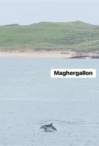 um golfinho na água com as palavras magellanização em Anchor’s Away em Letterkenny