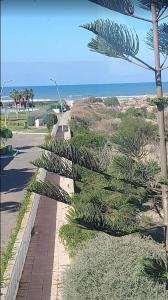 a row of palm trees on a sidewalk near the beach at Les perles de tamaris in Casablanca