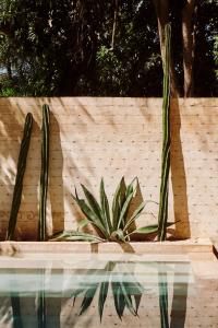 Aed väljaspool majutusasutust Casona los Cedros