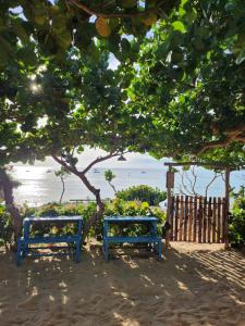 two blue benches sitting under a tree near the water at nhà Ba cơm Má in Phương Phi