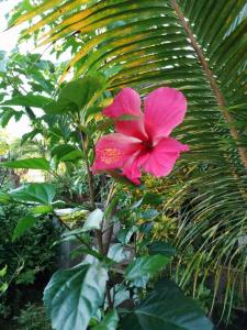 a pink flower on top of a tree at Panopano House in Nungwi