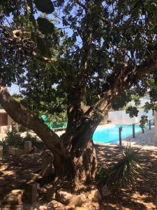 een boom naast een zwembad bij La casa della Salvia con Piscina condivisa in campagna vicino al mare - Canestanco 18 in Santa Croce Camerina