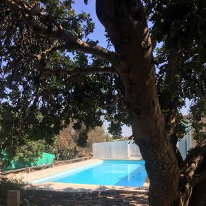 a swimming pool with a tree in the foreground at Casa della Salvia con Piscina, relax in campagna vicino al mare in Santa Croce Camerina +4 photos