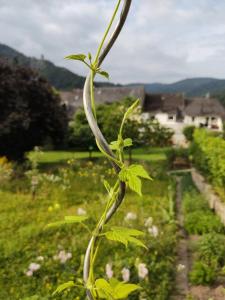 eine grüne Pflanze auf einem Blumenfeld in der Unterkunft Monkey Factory - Mini Home-Stay Hostel in Traben-Trarbach