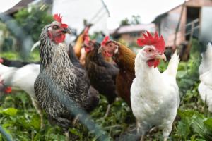 a group of chickens standing in the grass at Ferienwohnung Elisa in Staig