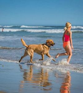 セントルシアにあるPelican's Nest Holiday Home St Luciaの浜辺の犬歩き女