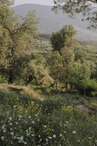 pole trawy z drzewami i kwiatami w obiekcie The house in the village w Tiranie