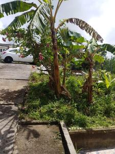 una palmera y un coche blanco en un aparcamiento en F1 studio Martinique, en Quartier la Fleury Guiné