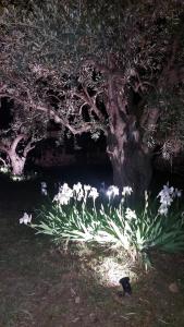 Zahrada ubytování Βίλλα Φανούλα Villa Fanoula