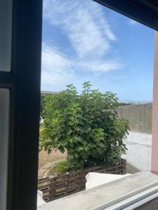 Blick auf einen Baum aus dem Fenster in der Unterkunft Garden Hostel in Aradas