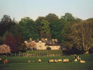 a herd of sheep grazing in a field in front of a house at Ross House Equestrian Holidays in Mountnugent
