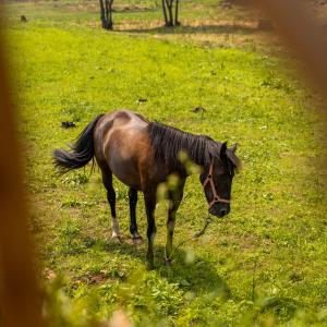 un cheval brun debout dans un champ d'herbe dans l'établissement Bruval Eco Retreat, à Sandim