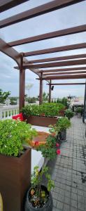 a wooden pergola with potted plants on a patio at Paris Hotel & Cafe in Vĩnh Long