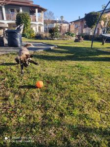 een hond die speelt met een bal in het gras bij Villa Azzurrina in Filettole