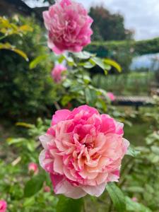 ナーンにあるPang Chompuの薔薇の前のピンクの花
