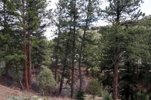 une forêt pleine d'arbres sur une colline dans l'établissement Fawn Valley Inn- 105 condo, à Estes Park 2 autres photos