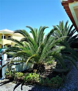 un palmier devant un bâtiment dans l'établissement Vivienda en la playa de los surfistas! Baleal-Portugal - Hasta 11 PAX, à Ferrel