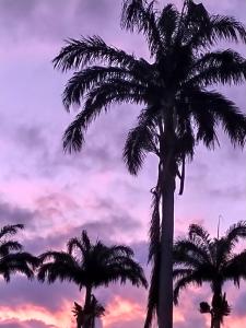 un groupe de palmiers contre un ciel nuageux dans l'établissement Bungalow dans Résidence Fleurie, à Saint-François
