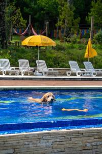 a dog is swimming in a swimming pool at Surya-Pan Hotel Refúgio in Campos do Jordão