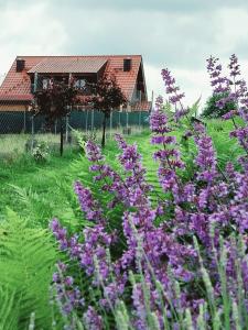 a field of purple flowers in front of a house at Sielski Spokój Dom z bali Apartamenty całoroczne in Gietrzwałd