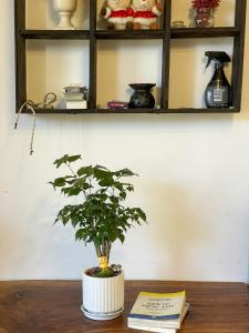 a potted plant sitting on a table with a book at Hat De homestay in Xuan An