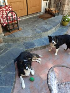 two dogs standing on a patio with a ball at Rae Leigh Heights BnB in Saanichton