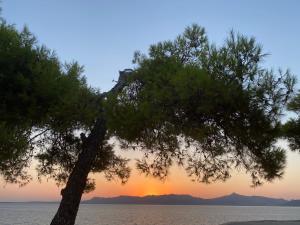 a pine tree with the sunset in the background at Rosys Little Village in Skala