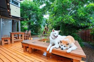 Animal o animals de companyia a PINECONE BASE