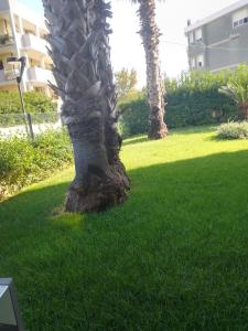ペスカーラにあるCasa delle sorpreseの隣の芝生に座るヤシの木