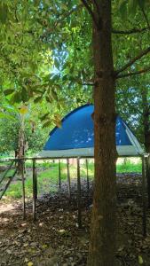 Giardino di Dragster Tents
