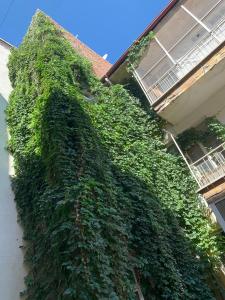 a green ivy growing on the side of a building at A Nice Place in the City Centre in Meram