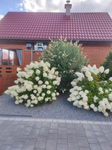 dwa krzaki z białymi kwiatami przed domem w obiekcie MIODOWA SADYBA Domki całoroczne w mieście Ligota Zamecka