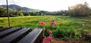 a field with pink flowers next to a wooden bench at Rain Forest Star in Deniyaya