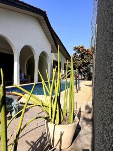 una planta en una olla al lado de un edificio en Relaxinhaatso - 4 Bedroom luxury house with pool en Haatso