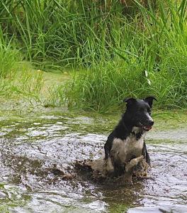 a black dog running through the water at The Garden Room in Ringwood