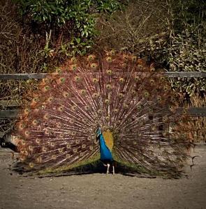 a peacock with its feathers out on the ground at The Garden Room in Ringwood