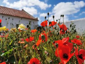 a field of red poppies in front of a building at AL MAR Guesthouse in São Luis
