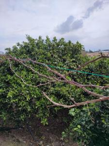 un árbol que ha sido tapiado con ramas en Ferienhaus Domizil en Tarsus