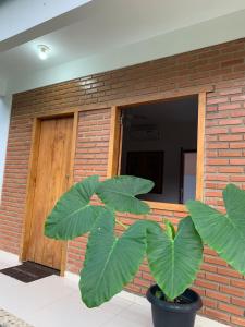 a plant in a pot in front of a brick wall at Pousada Luz da Vila Itaúnas in Itaúnas