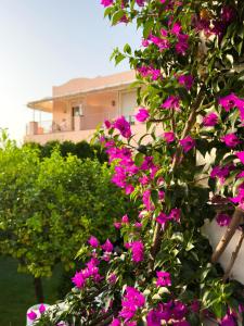 a bush with pink flowers in front of a house at Boutique Hotel Casa Mariantonia in Anacapri